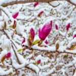 kako-sacuvati-magnoliju-zimi-6-saveta-za-sprecavanje-smrzavanja-tsveca.webp.webp